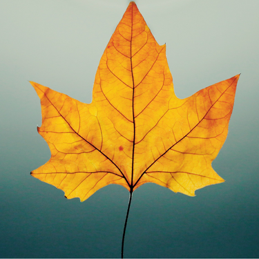 Leaf