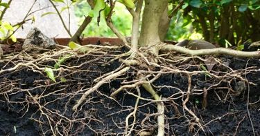 Decorative image for session Session  - The roots of change