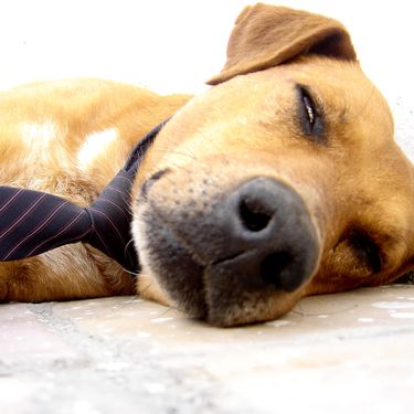 Decorative image for session Dead Dog filk