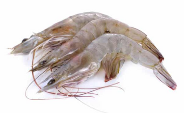 Shrimp Suppliers Inc