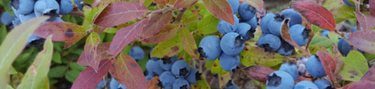 Urban Access to Traditional Food: Understanding Wild Game | Oct 29 to October 29, 2019