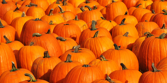 Decorative image for session Ticket Pumpkin